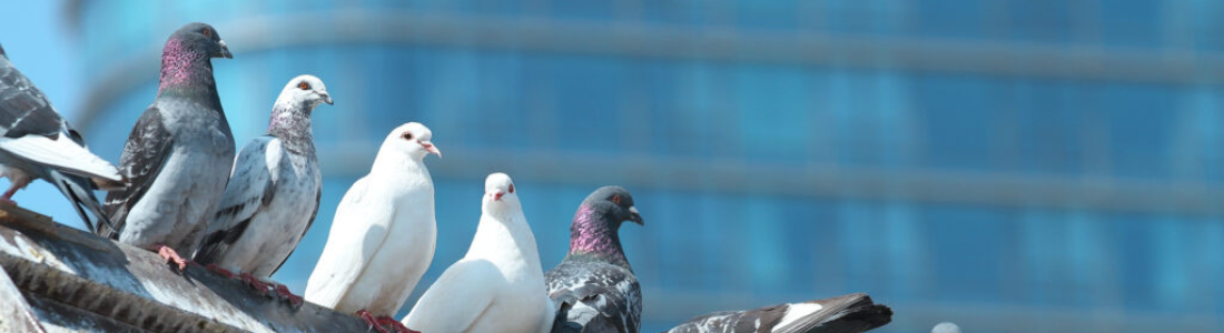 Controle de Pombos no Telhado  24 HORAS